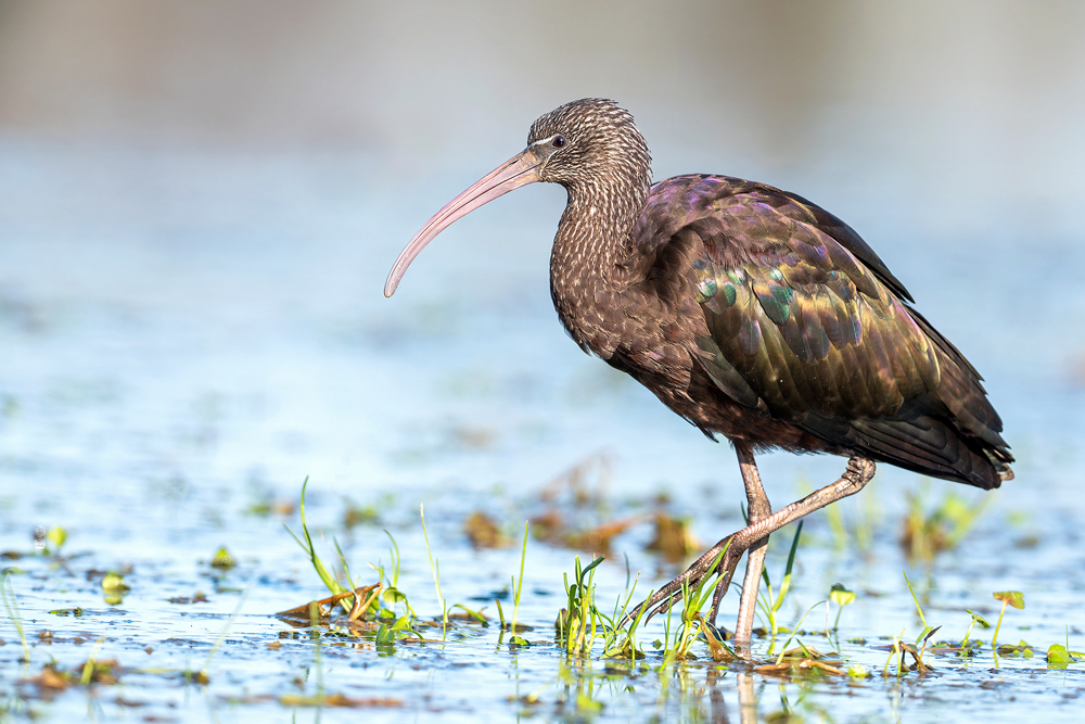 Glossy Ibis by Romano da Costa