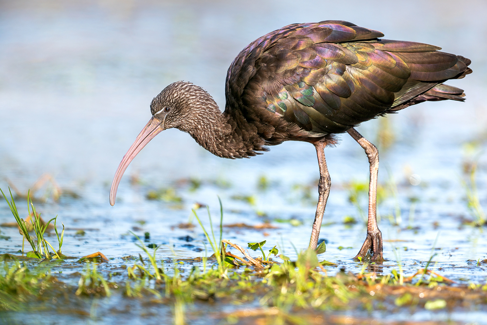 Glossy Ibis by Romano da Costa