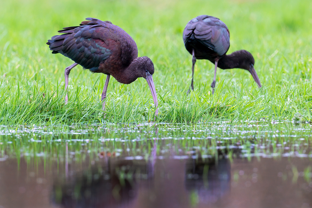 Glossy Ibis by Romano da Costa