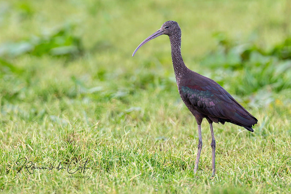 Glossy Ibis by Romano da Costa