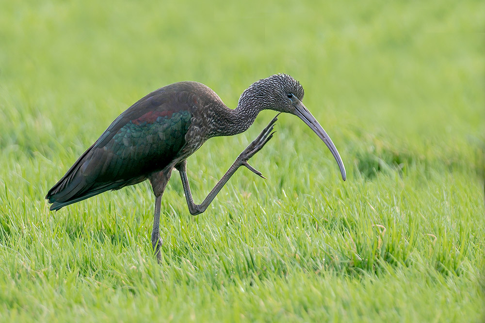 Glossy Ibis by Romano da Costa