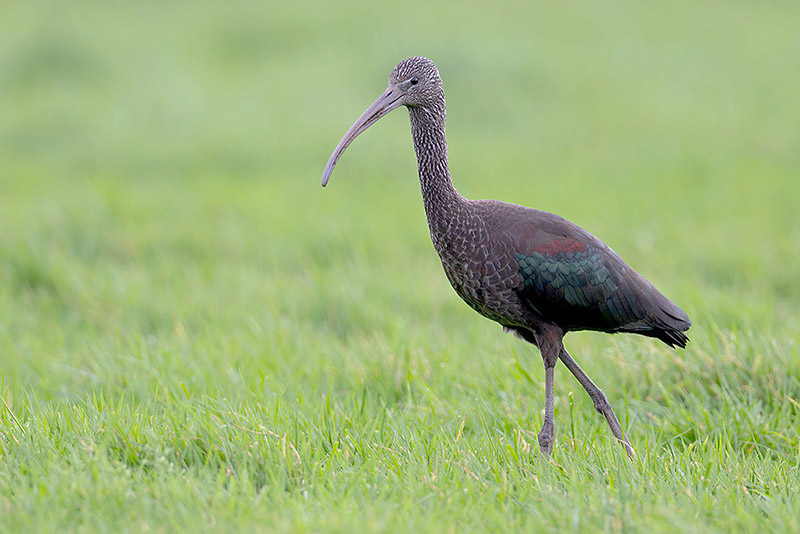 Glossy Ibis by Romano da Costa