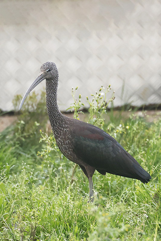 Glossy Ibis by Mick Dryden