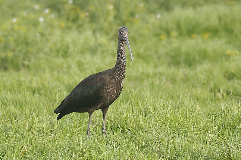 Glossy Ibis by Mick Dryden