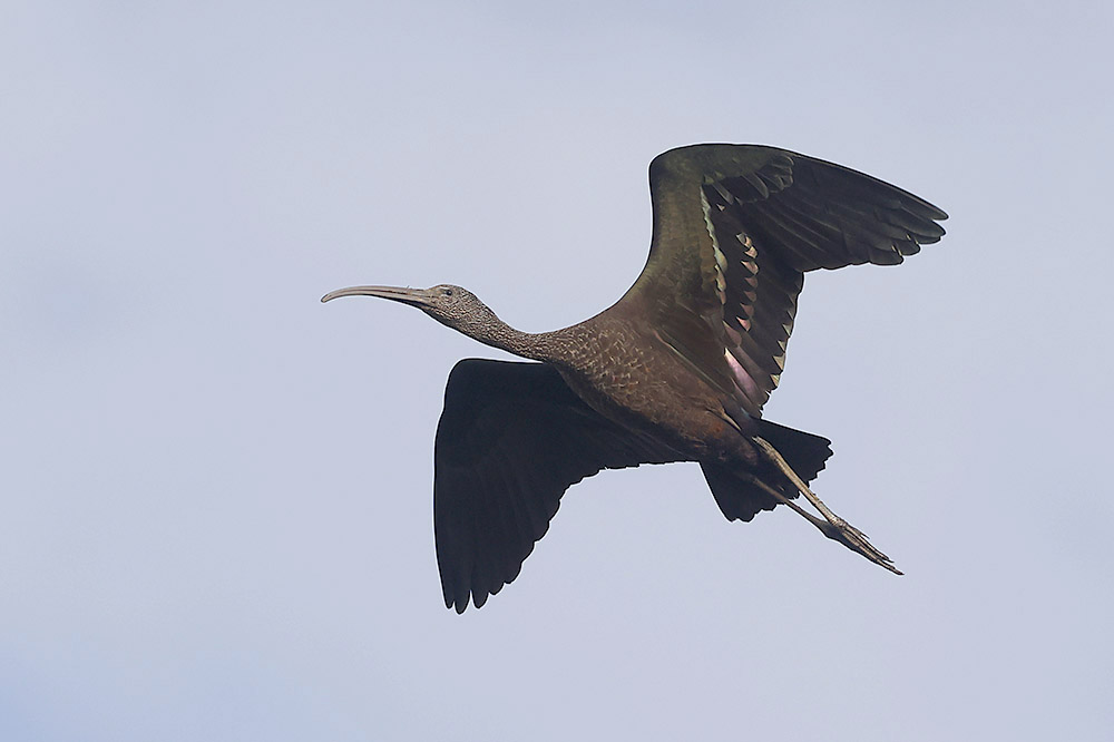 Glossy Ibis by Mick Dryden