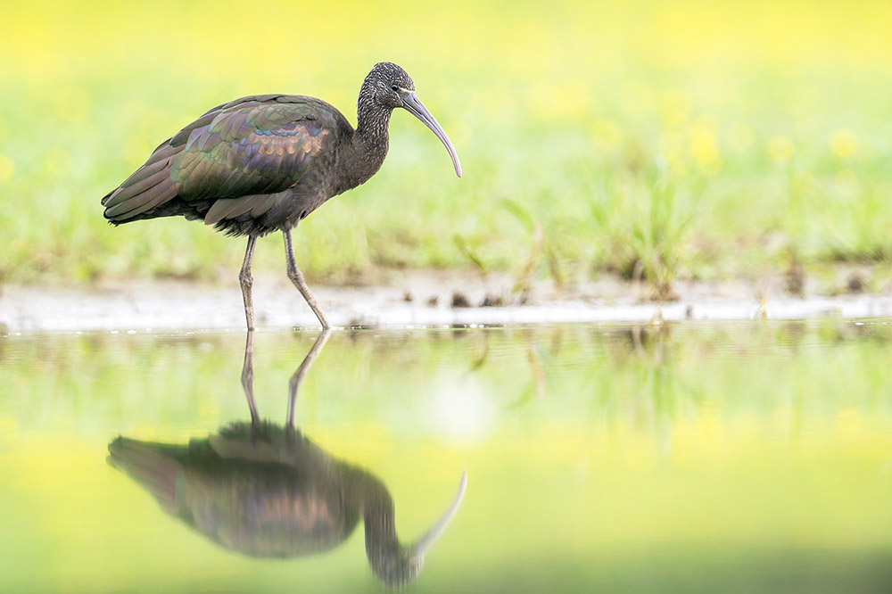 Glossy Ibis by Romano da Costa