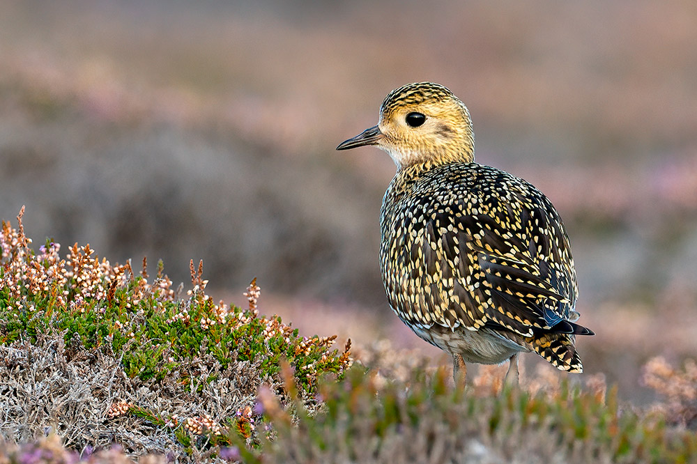 Golden Plover by Romano da Costa