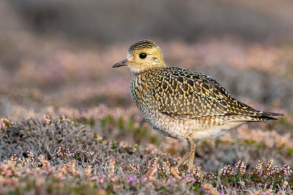 Golden Plover by Romano da Costa