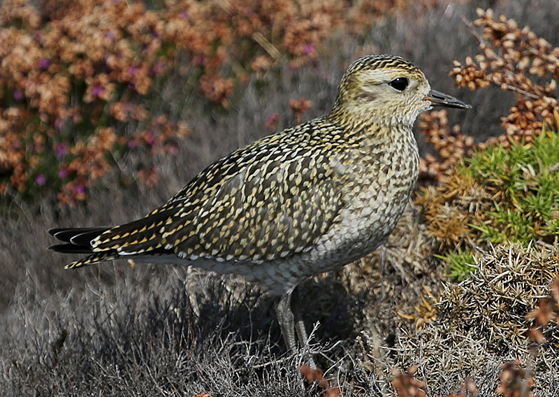 Golden Plover by Ceri James