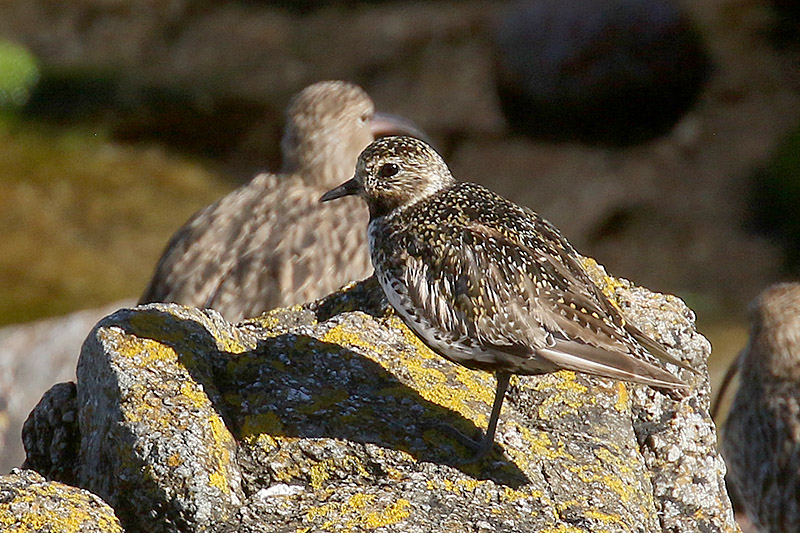 Golden Plover by Mick Dryden