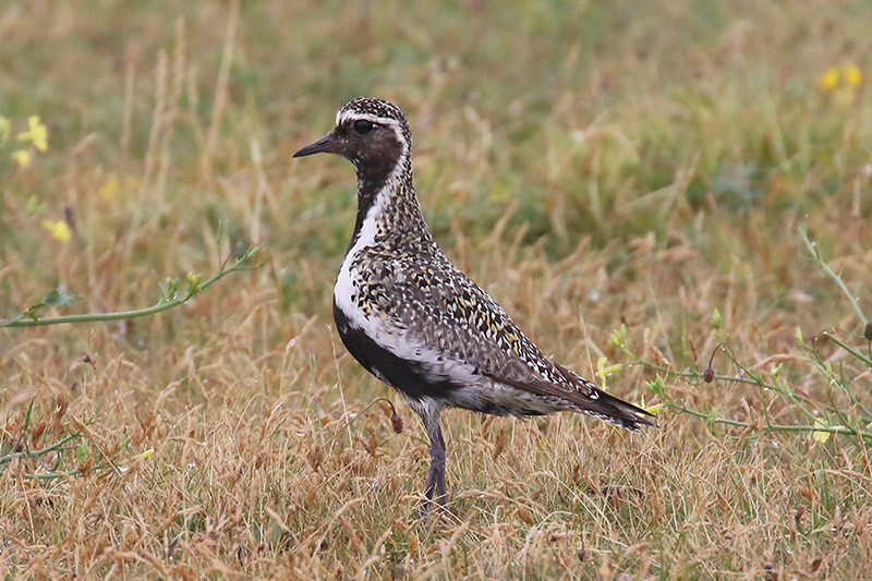 Golden Plover by Mick Dryden