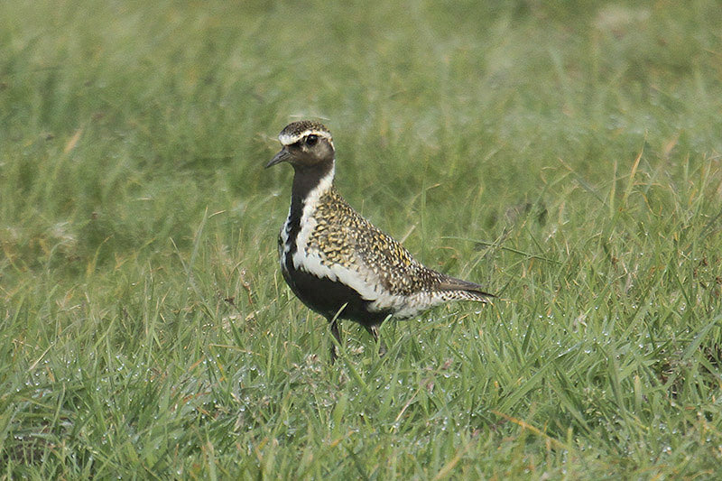 Golden Plover by Mick Dryden