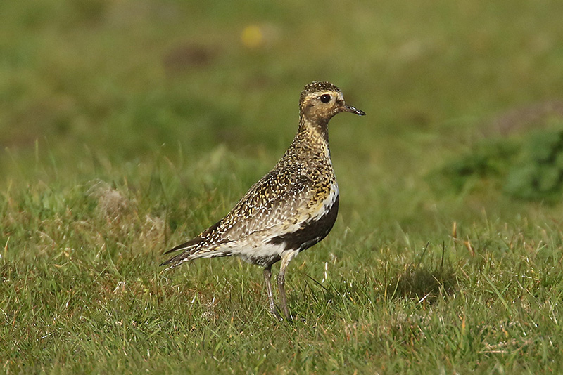 Golden Plover by Mick Dryden