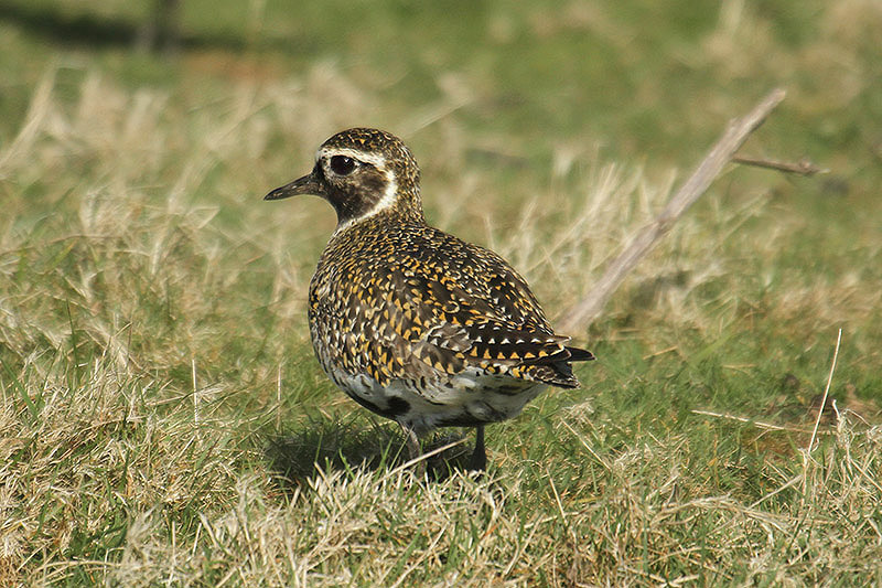 Golden Plover by Mick Dryden