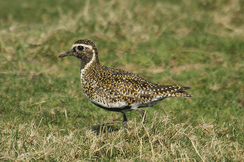 Golden Plover by Mick Dryden