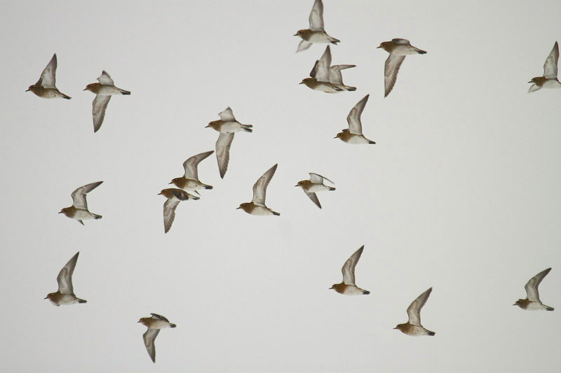 Golden Plovers by Mick Dryden