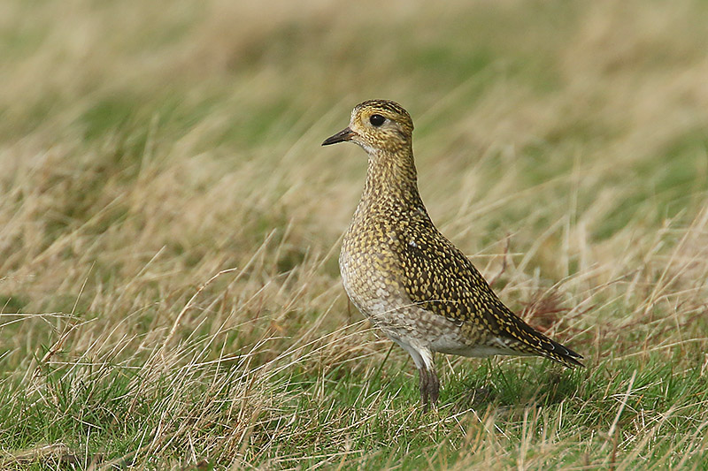 Golden Plover by Mick Dryden