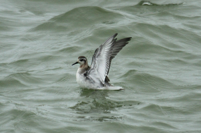 Grey Phalarope by Mick Dryden