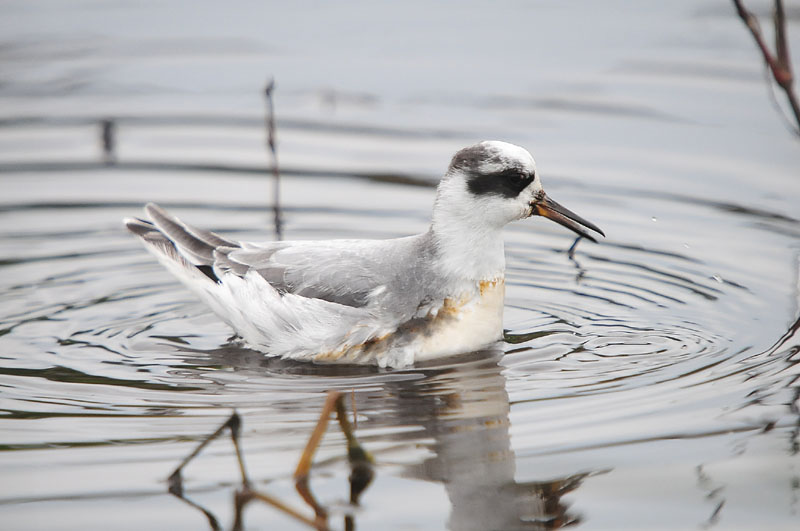 Grey Phalarope by Romano da Costa