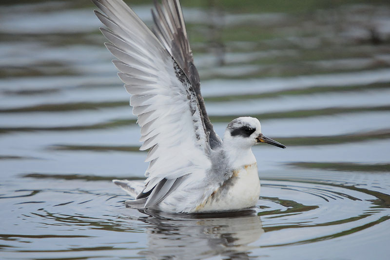 Grey Phalarope by Romano da Costa