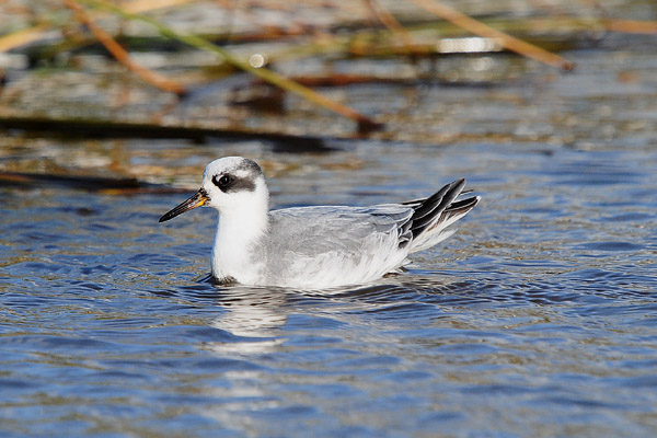 Grey Phalarope by Romano da Costa