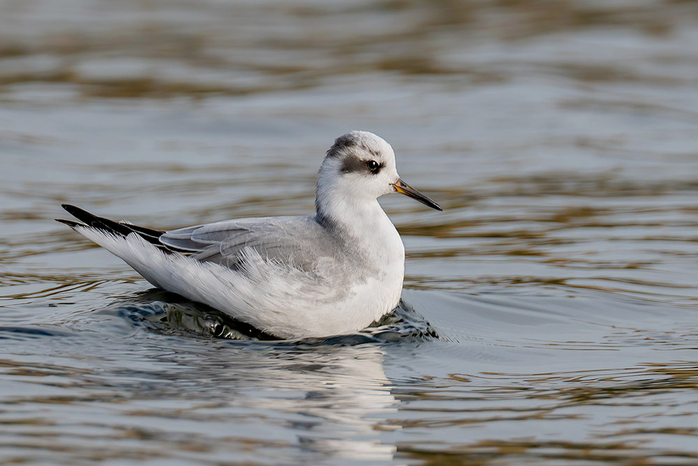 Grey Phalarope by Romano da Costa