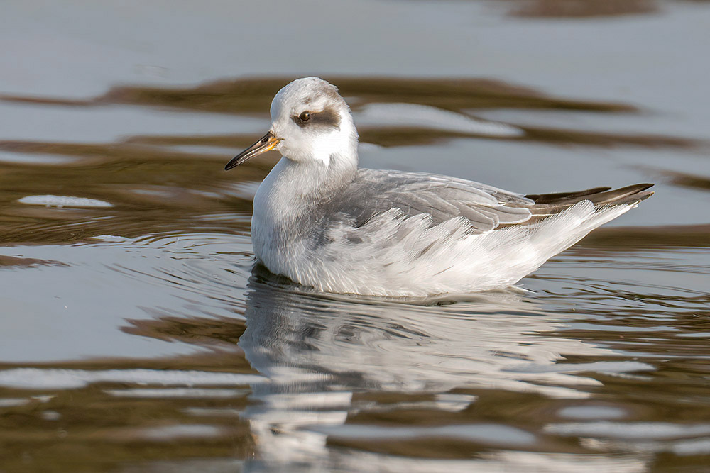 Grey Phalarope by Romano da Costa