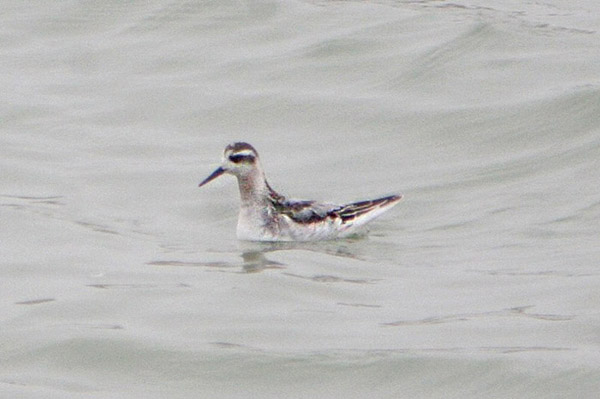 Grey Phalarope by Tony Paintin