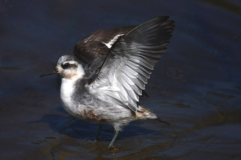 Grey Phalarope by Mick Dryden