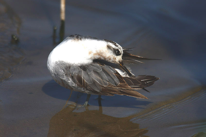 Grey Phalarope by Mick Dryden