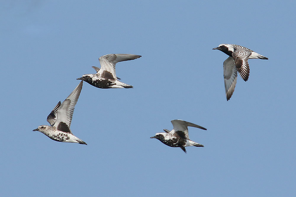 Grey Plovers by Mick Dryden