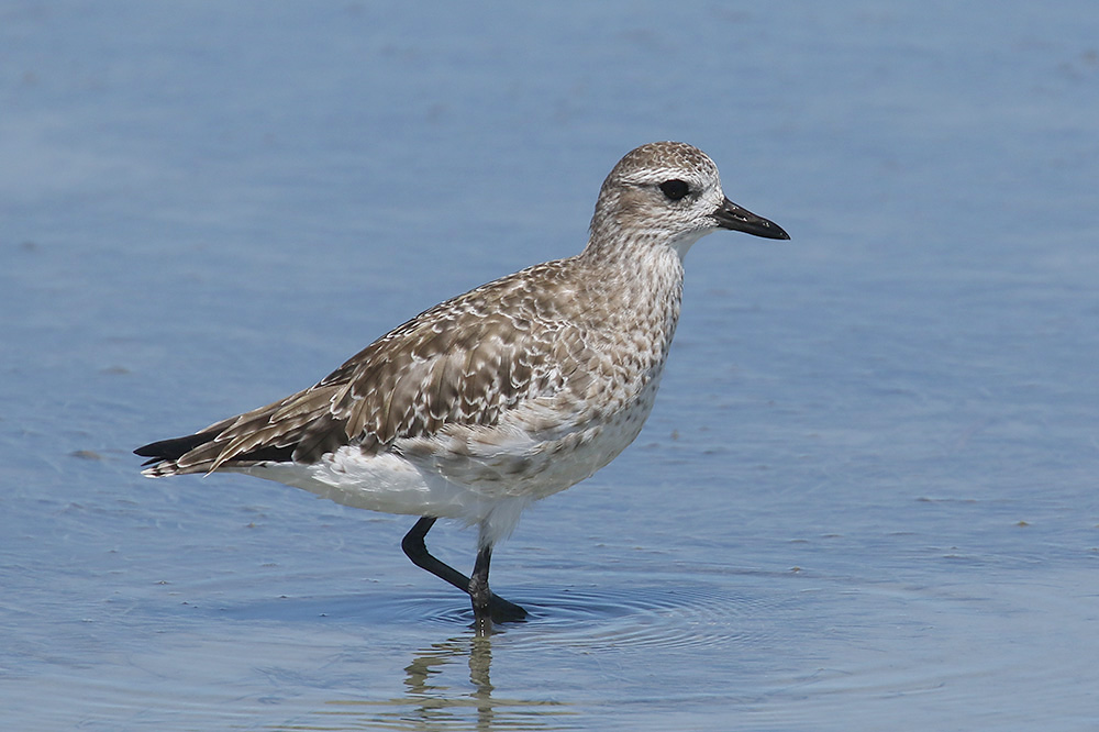 Grey Plover by Mick Dryden