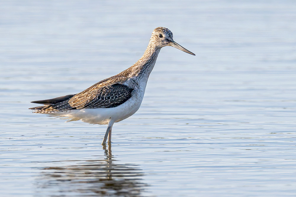 Greenshank by Romano da Costa