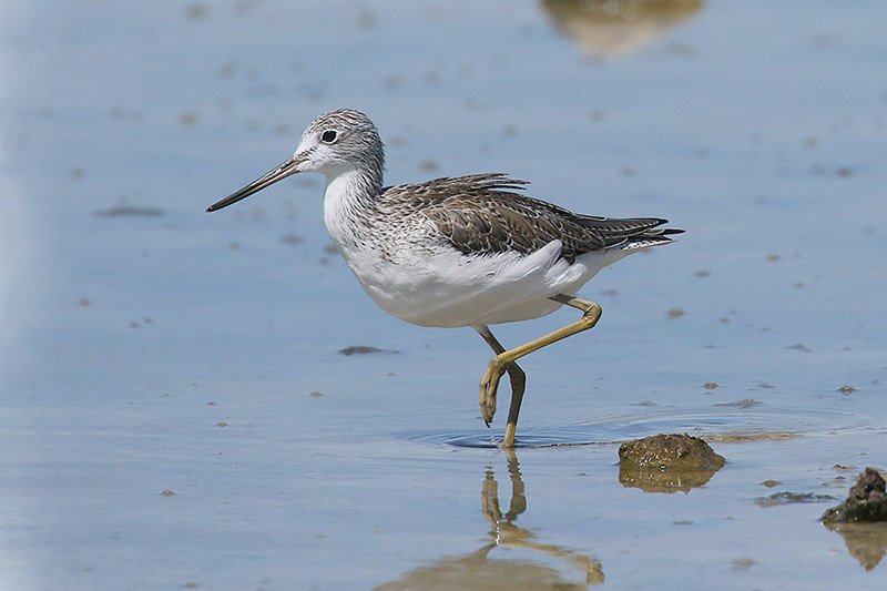 Greenshank by Mick Dryden