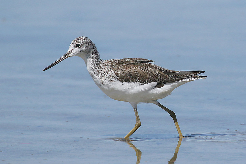 Greenshank by Mick Dryden