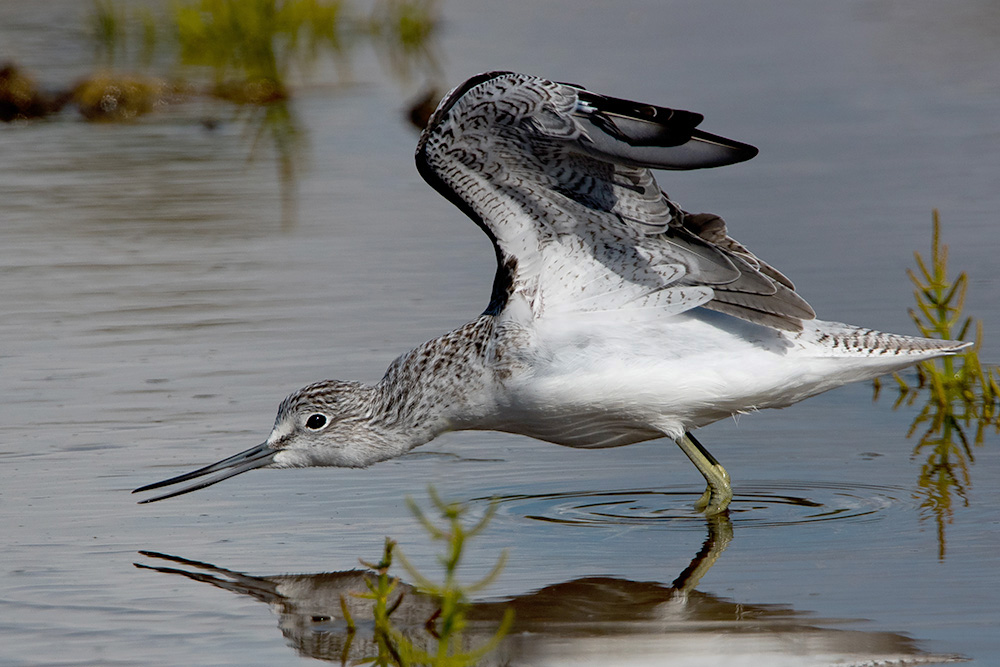 Greenshank by Romano da Costa