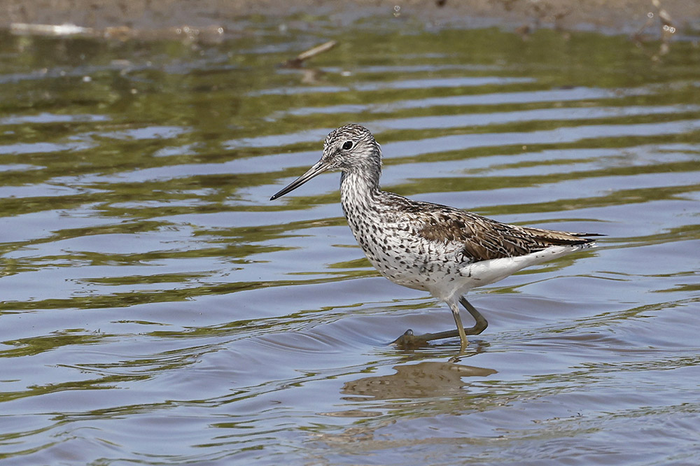 Greenshank by Mick Dryden