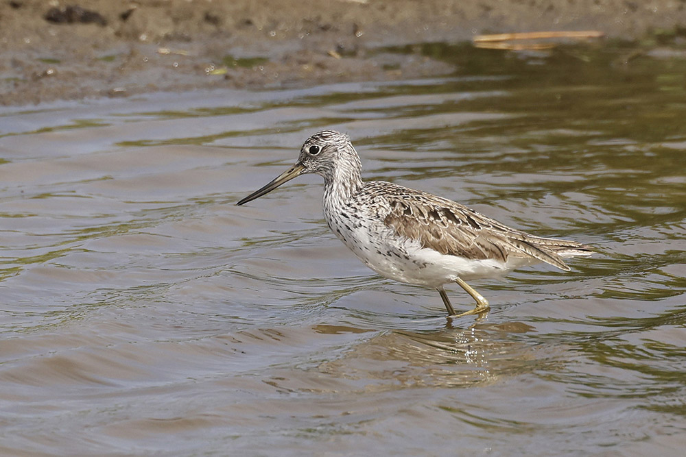 Greenshank by Mick Dryden
