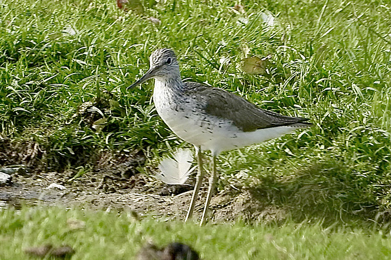 Greenshank by Jo Bramley