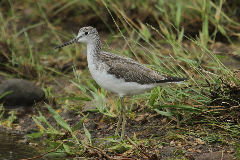 Greenshank by Mick Dryden