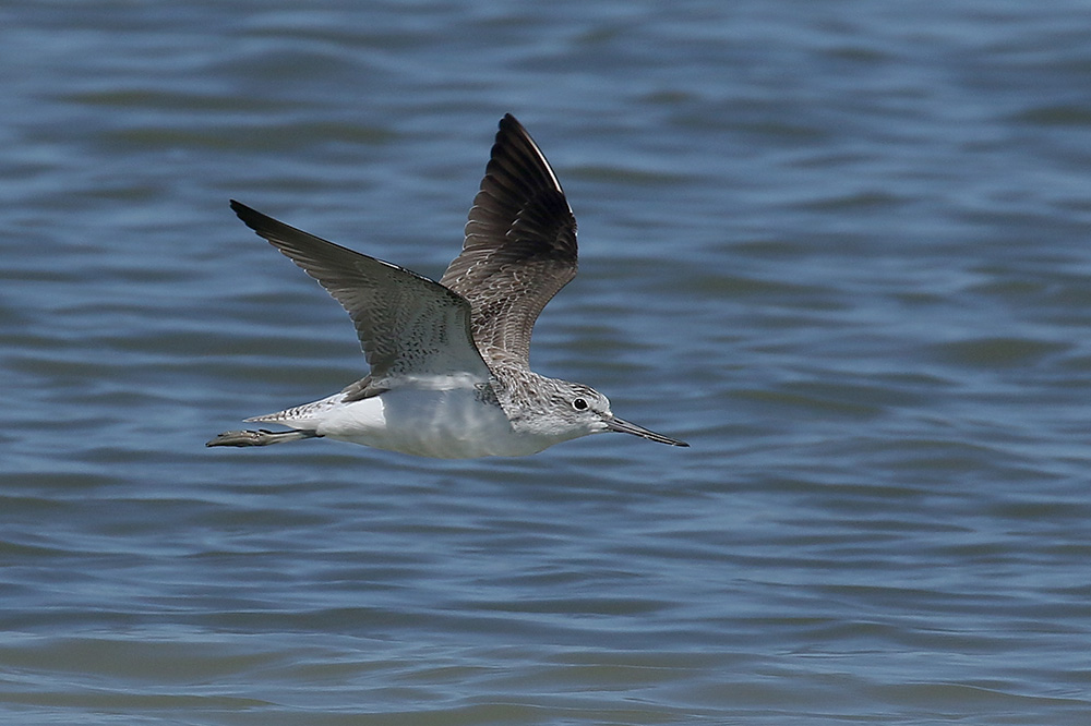 Greenshank by Mick Dryden