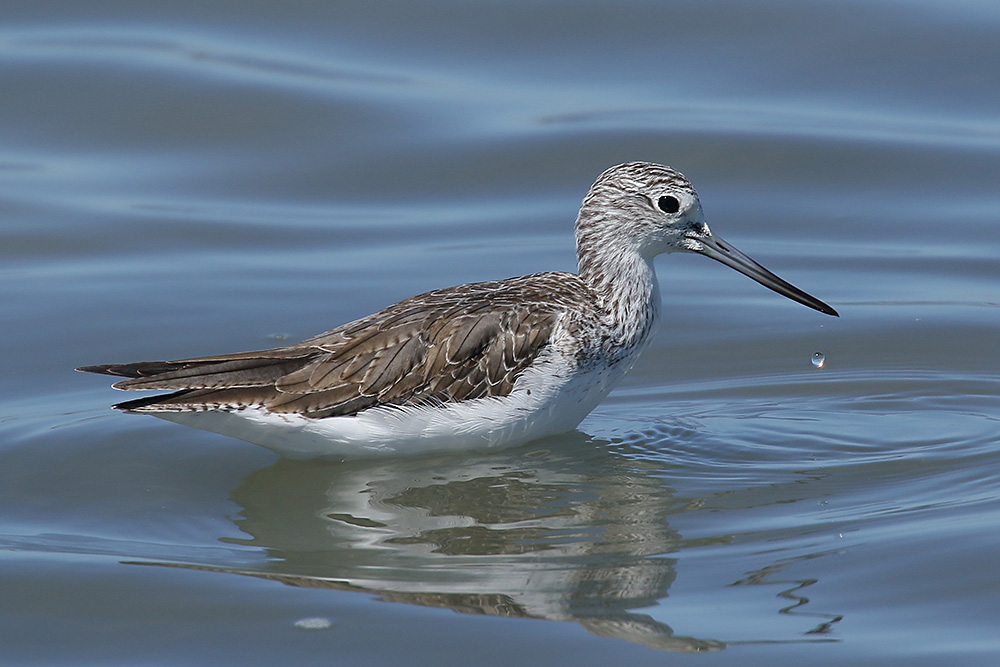 Greenshank by Mick Dryden