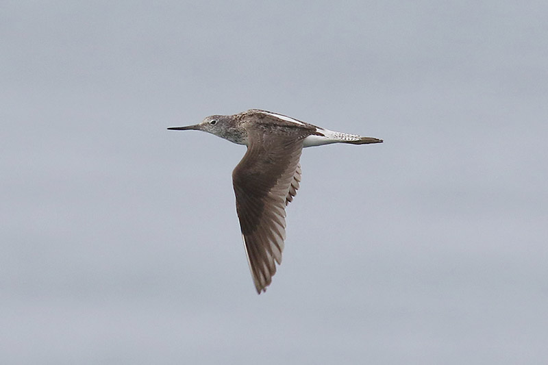 Greenshank by Mick Dryden