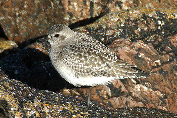 Grey Plover by Mick Dryden