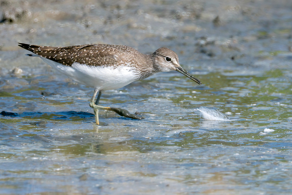 Green Sandpiper by Romano da Costa