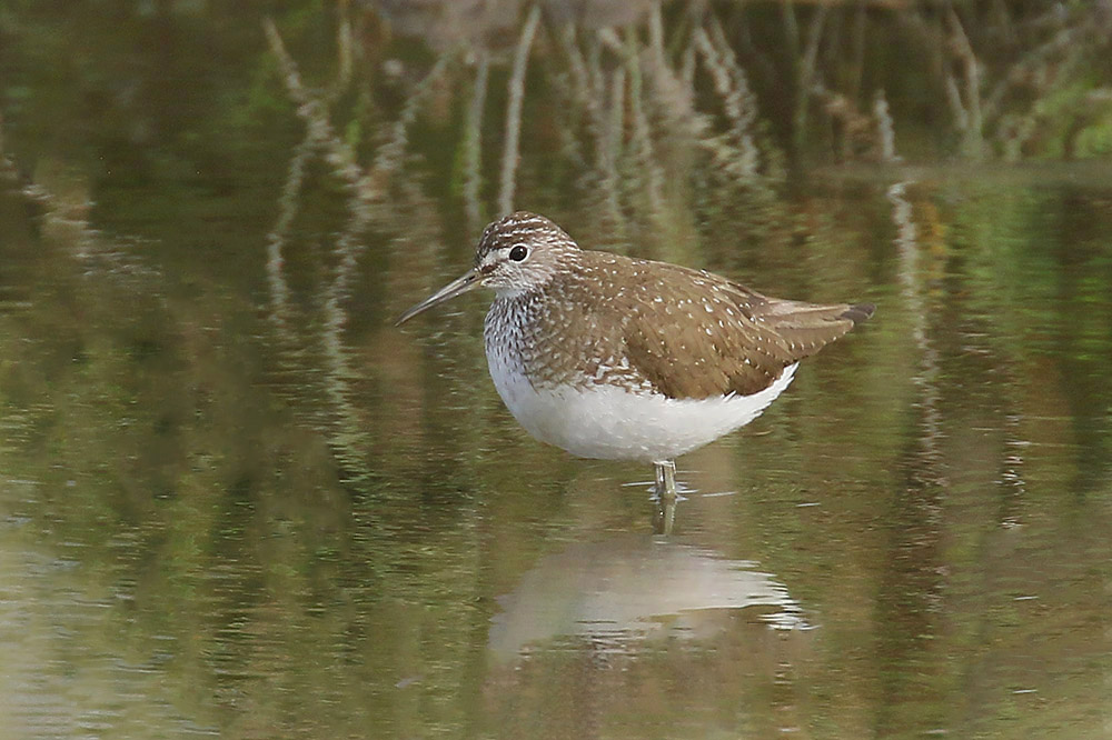 Green Sandpiper by Mick Dryden