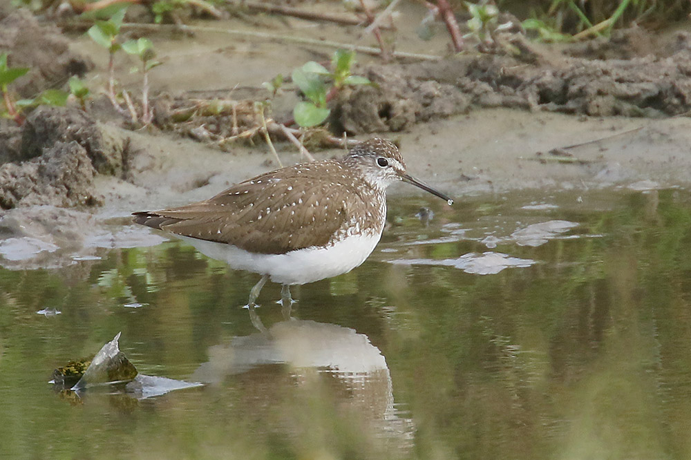 Green Sandpiper by Mick Dryden