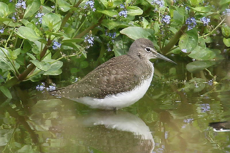 Green Sandpiper by Mick Dryden