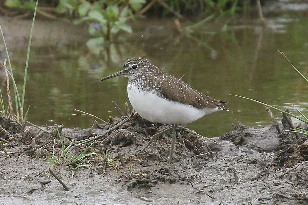 Green Sandpiper by Mick Dryden