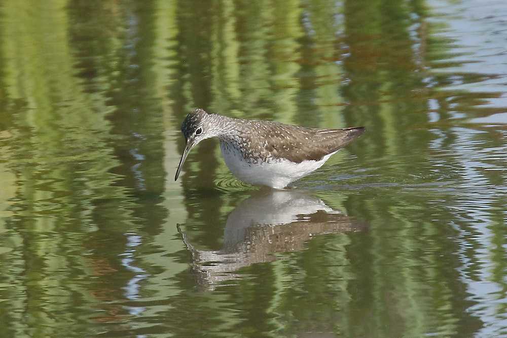 Green Sandpiper by Mick Dryden